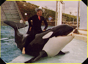 Shamu-spot!